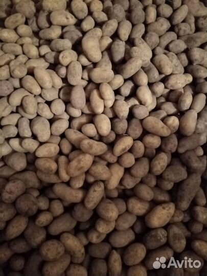 Продам картофель