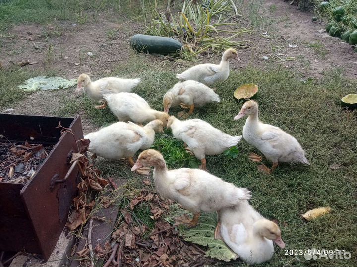 Утята индоутки