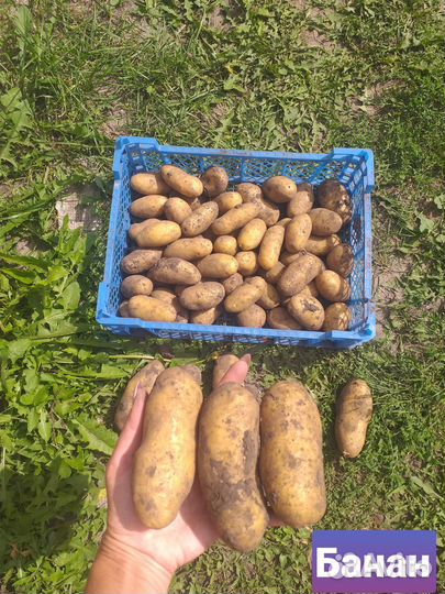 Семенной картофель Лапоть,Банан, Сарпо Мира