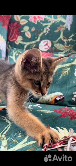 Чаузи ф1 мальчик