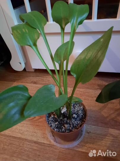 Комнатные цветы