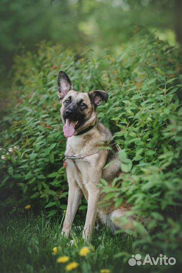 Кэнди предали