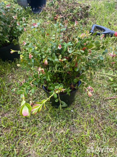 Рассада брусника