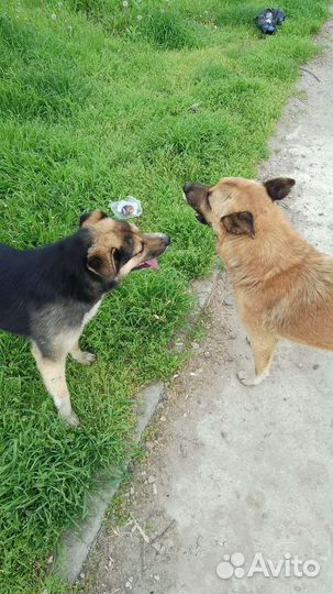 Собака в добрые руки отдам бесплатно Безпородная