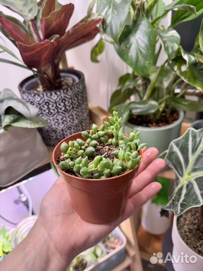 Крестовник