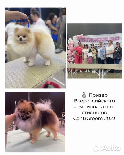 Стрижка собак Лазаревское Груминг