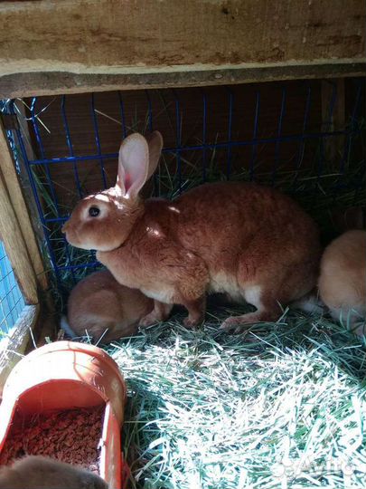 Красивые кролики Рэкс