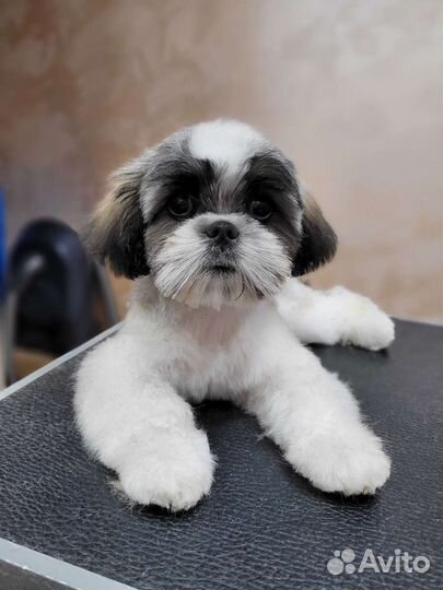 Стрижка собак/ кошек (груминг)