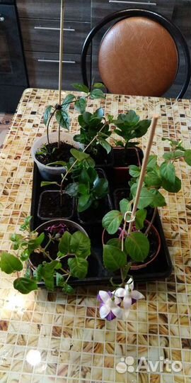 Фуксия Балерина