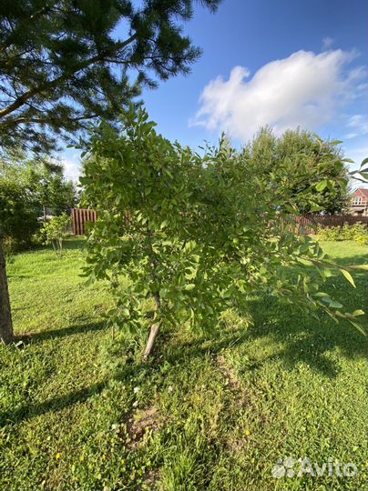 Саденцы сливы