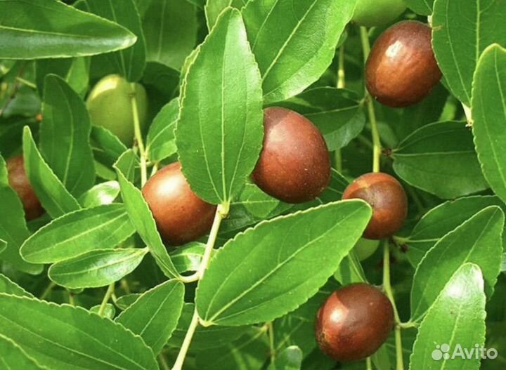 Унаби (зизифус, китайский финик)