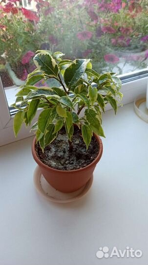 Фикус бенджамина пестролистный
