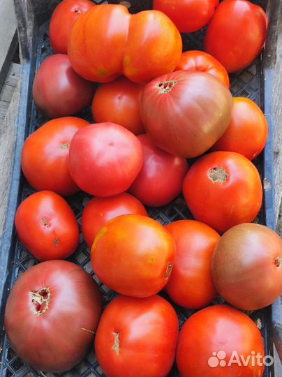 Помидоры домашние