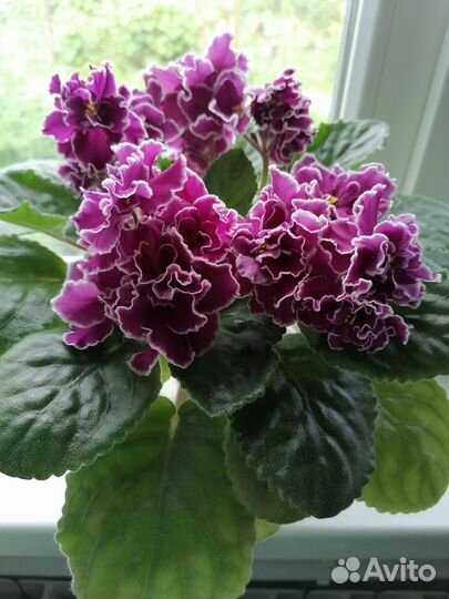 Черенки сортовых фиалок