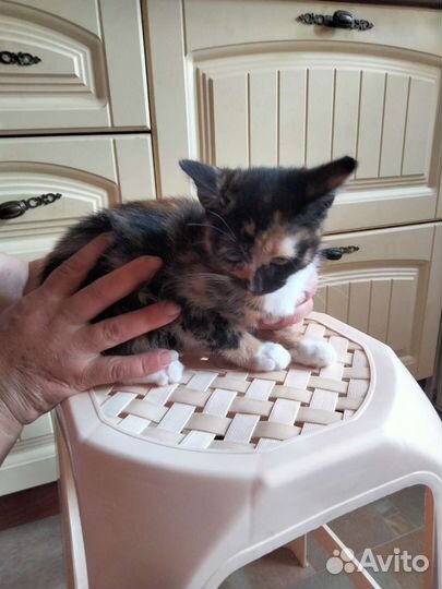 Котенок в дар бесплатно