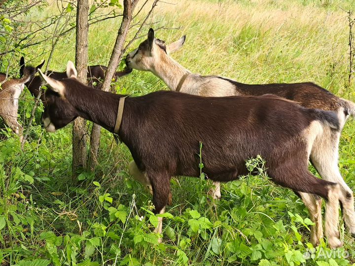 Альпийские козы и козлик