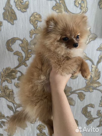 Померанский шпиц
