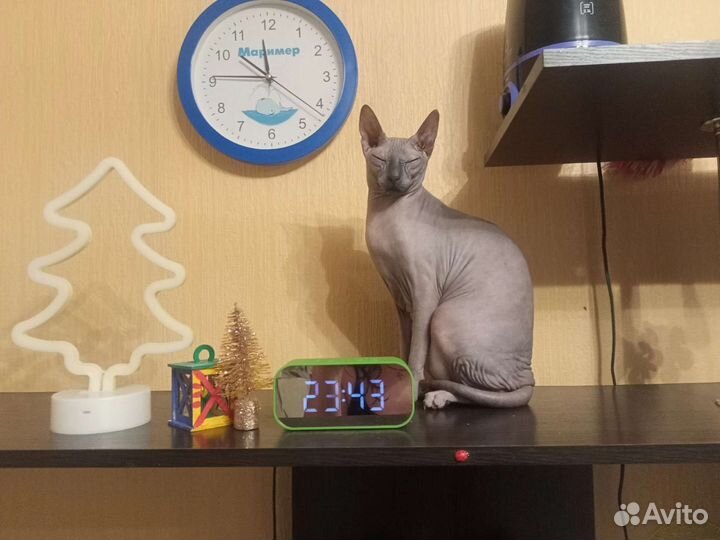 Донской сфинкс девочка