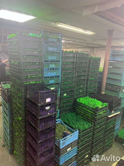 Мох стабилизированный ягель, плоский, кочки, от