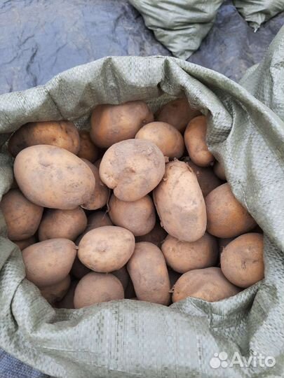 Картофель, морковь,свекла