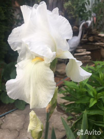 Ирис сортовой