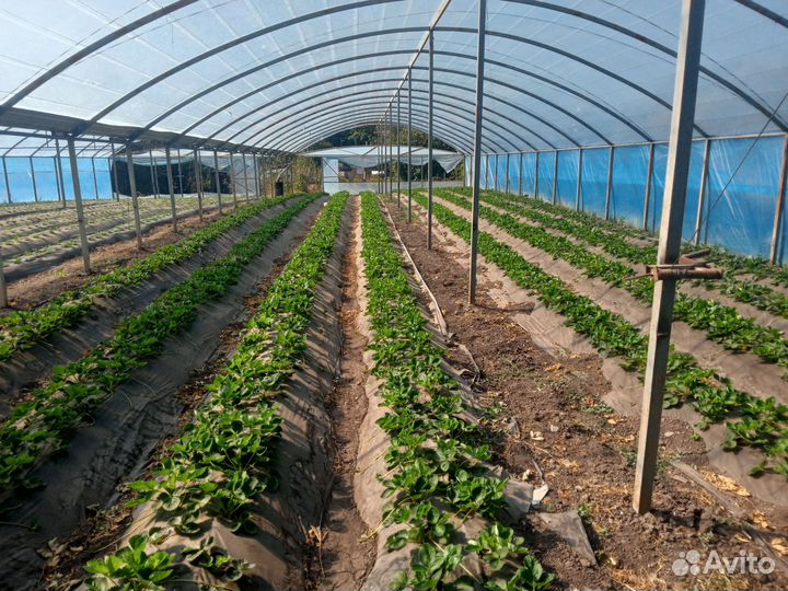 Тепличное хозяйство