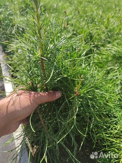 Саженцы ели европейской зкс от производителя