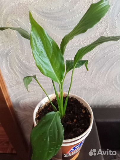 Спатифиллум