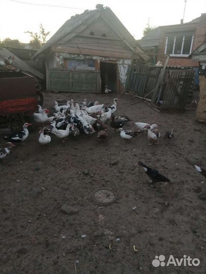 Мускусные утки