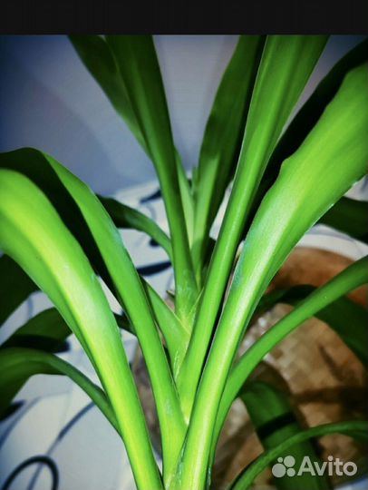 Пальма Маниока Юкка (Юка )