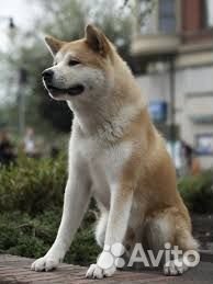 Сиба-ину щенки
