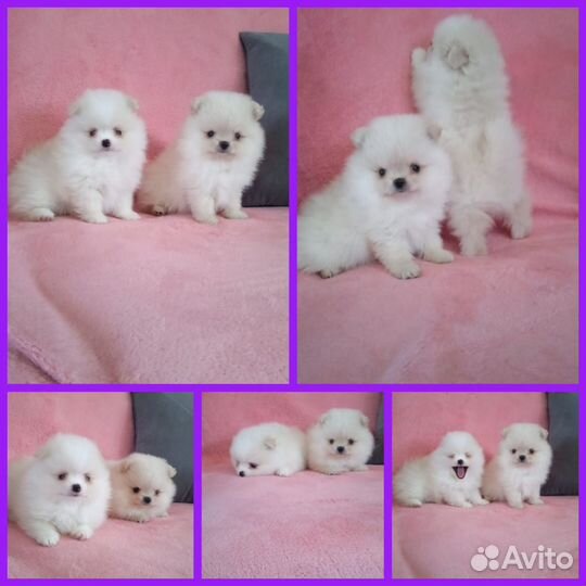 Щенки шпица