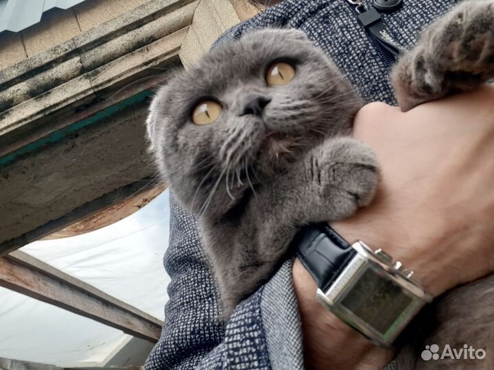 Шотландская вислоухая кошка бесплатно