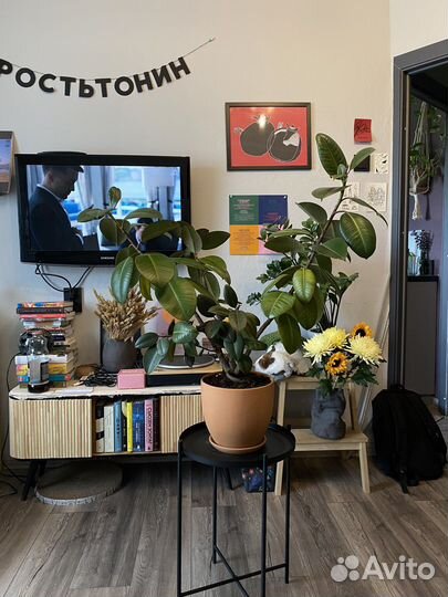 Фикус каучуконосный