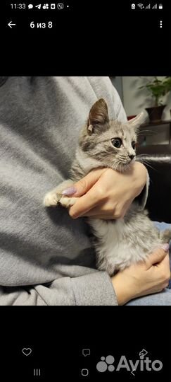 Кошка котёнок 3,5мес ищет дом