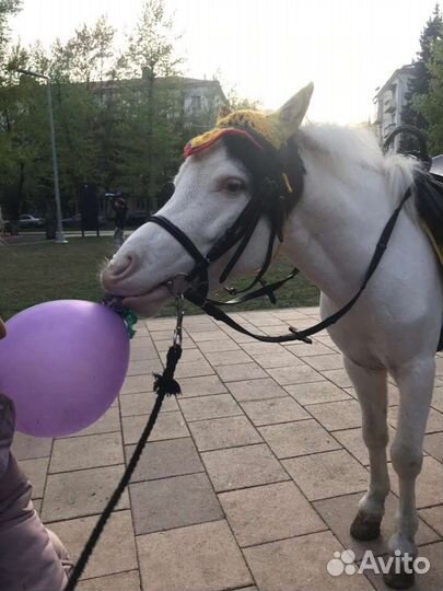 Конь и пони на праздник