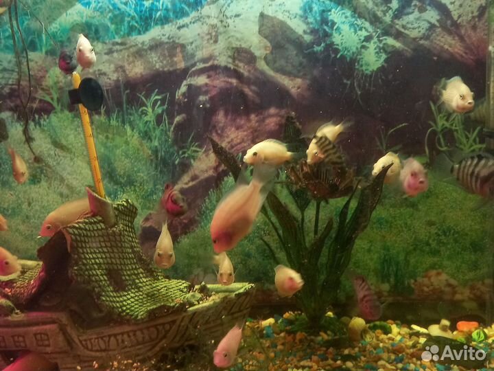 Аквариумные рыбки цихлиды