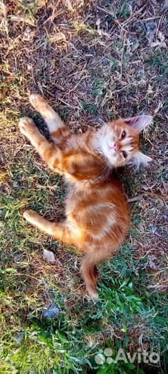Котята в дар