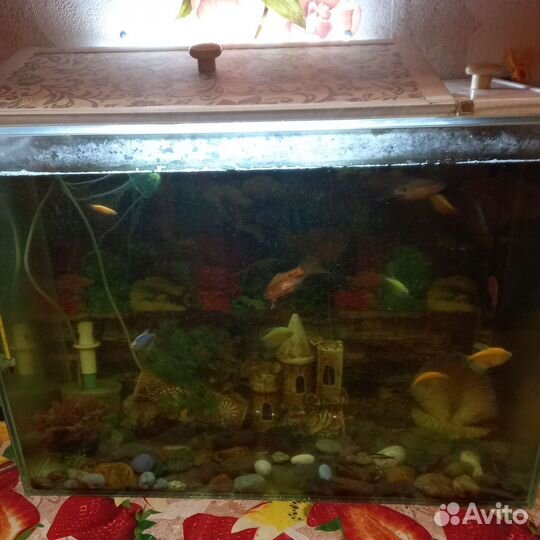 Аквариум
