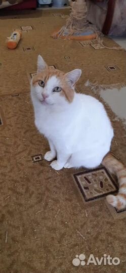 Кот-бегемот