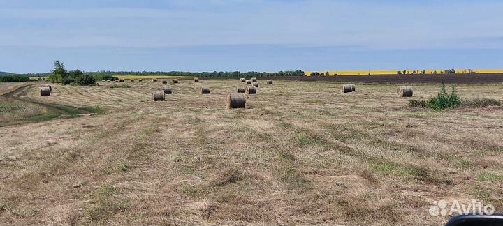 Продам сено в рулонах 2023