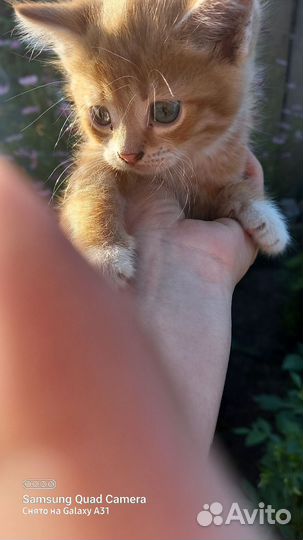 Кошка в дар бесплатно