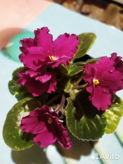 Сортовая фиалка (5 сортов)