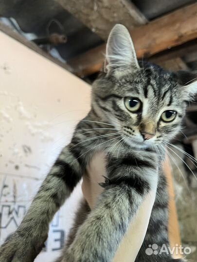 Отдам в добрые руки