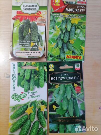 Рассада огурцов