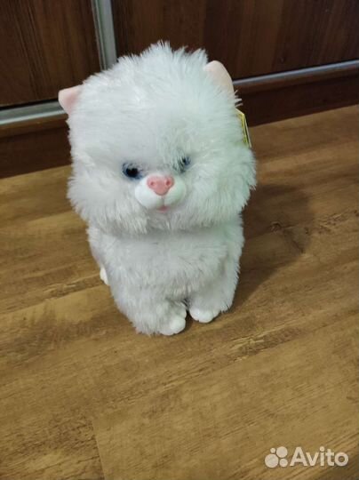 Большой кот