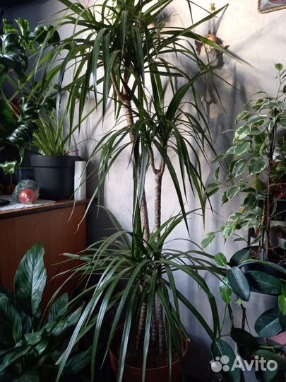 Пальма драцена