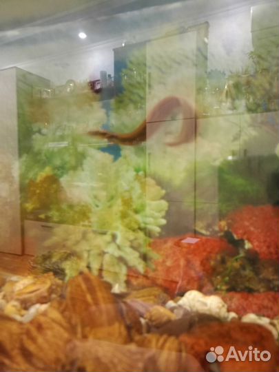 Аквариум с рыбками