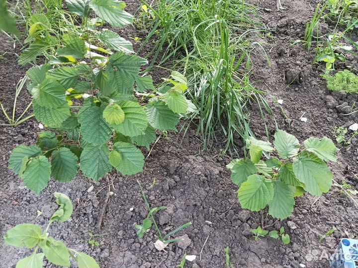 Фундук зимостойкий