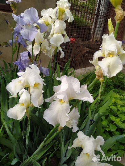 Ирисы, ромашка крупная, юкка